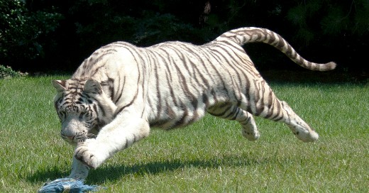 White tiger