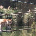 Tiger on bridge