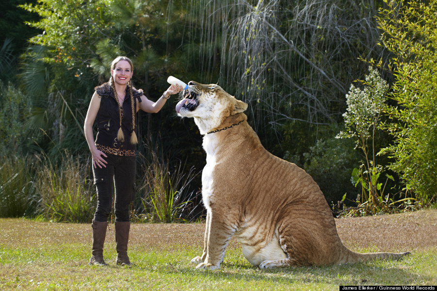 Hercules, world's largest liger